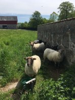 Tosterup gård og fårene